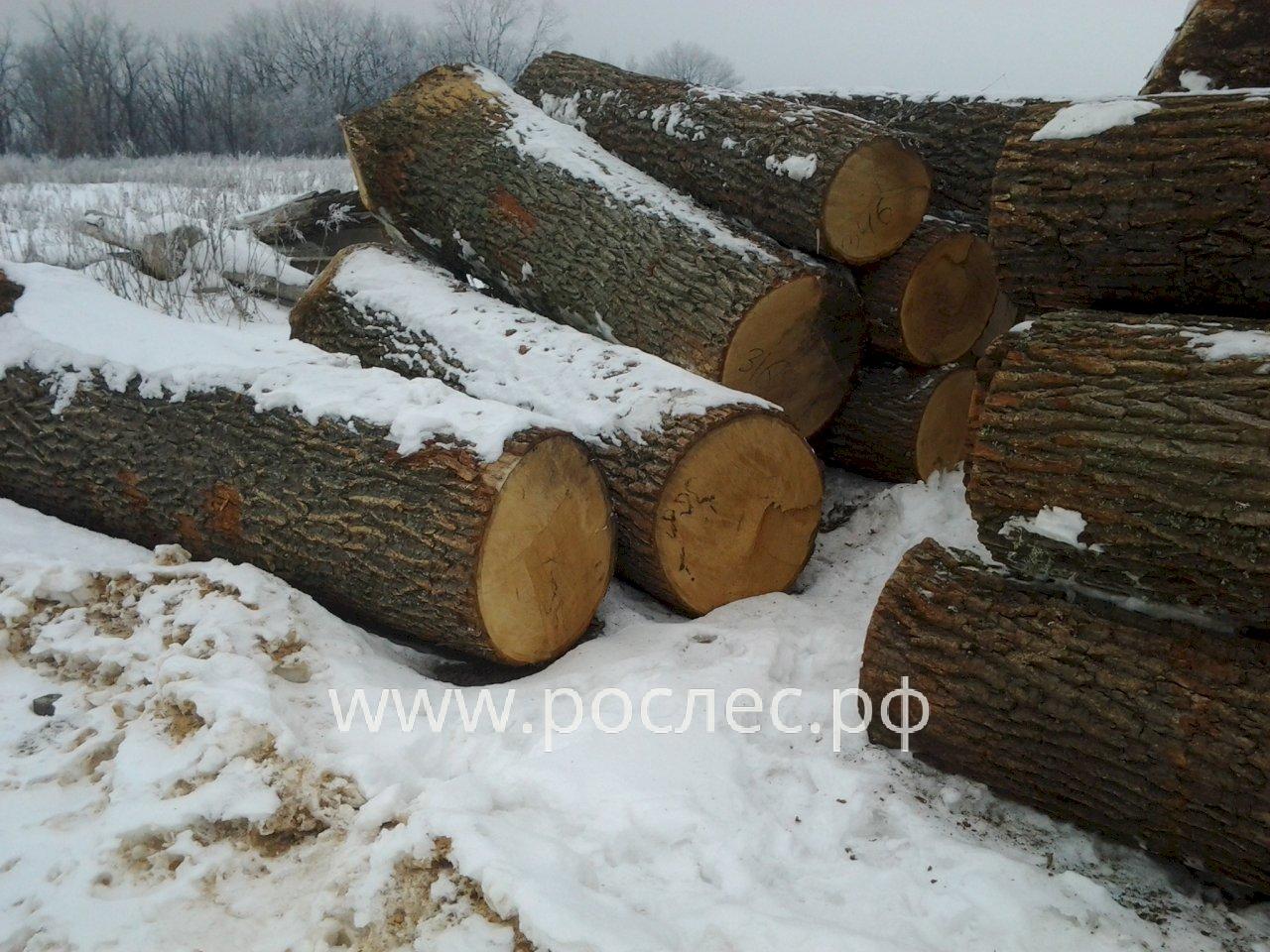 В правительство России внесено предложение временно разрешить экспорт необработанной древесины дуба и ясеня.
